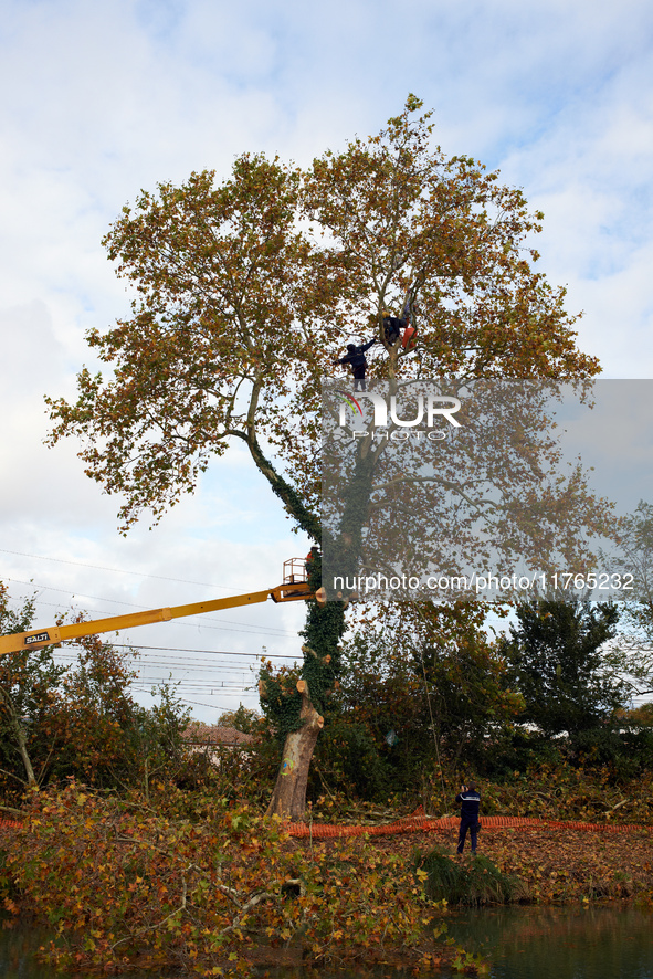 Workers begin to cut a plane tree where 'ecureuils' still live on the banks of the Canal du Midi. The gendarmerie blocks access to one of th...