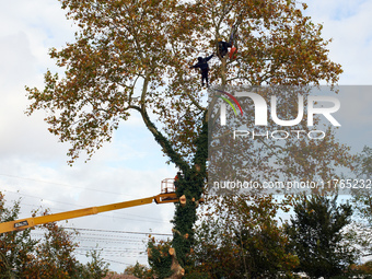 Workers begin to cut a plane tree where 'ecureuils' still live on the banks of the Canal du Midi. The gendarmerie blocks access to one of th...