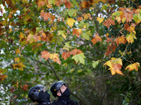 Two CNAMO members look at a tree where an 'ecureuil' lives. The Gendarmerie blocks access to one of the rivers of the Canal du Midi to expel...