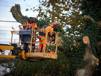 Two woodcutters cut down a plane tree where two 'ecureuils' still live. The gendarmerie blocks access to one of the rivers of the Canal du M...