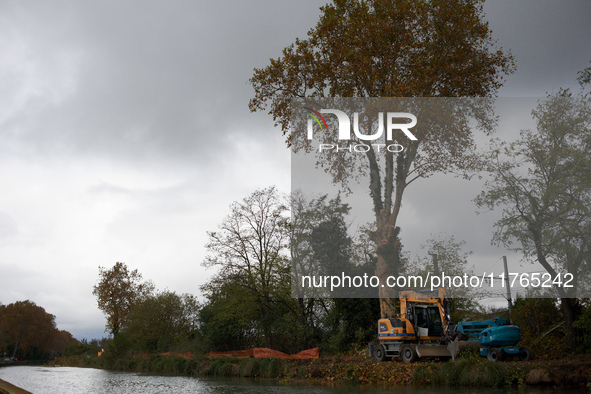 A plane tree is completely cut. A 'ecureuil' lives in this plane tree until his arrest by CNAMO policemen. The gendarmerie blocks access to...