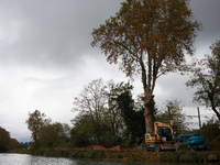 A plane tree is completely cut. A 'ecureuil' lives in this plane tree until his arrest by CNAMO policemen. The gendarmerie blocks access to...