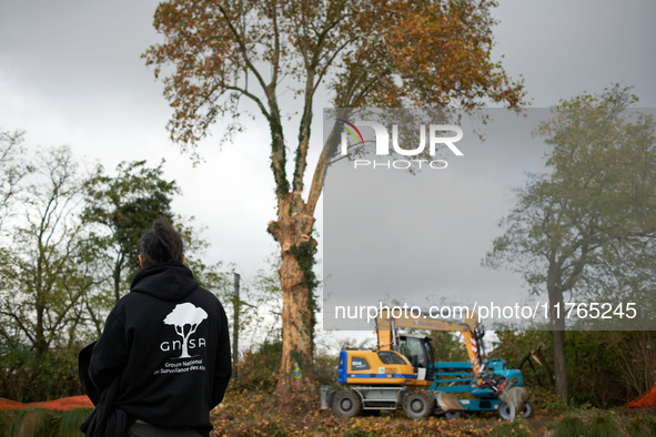 An 'ecureuil' from the GNSA, who was arrested the night before, looks at the tree he occupied to block the cutting of the tree and the LGV p...