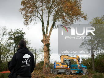 An 'ecureuil' from the GNSA, who was arrested the night before, looks at the tree he occupied to block the cutting of the tree and the LGV p...