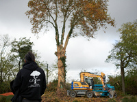 An 'ecureuil' from the GNSA, who was arrested the night before, looks at the tree he occupied to block the cutting of the tree and the LGV p...