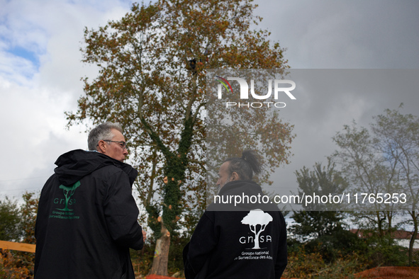 Two members of the GNSA (National Group of Trees Survey) stand in front of a plane tree where a 'ecureuil' lives. The plane tree will be cut...