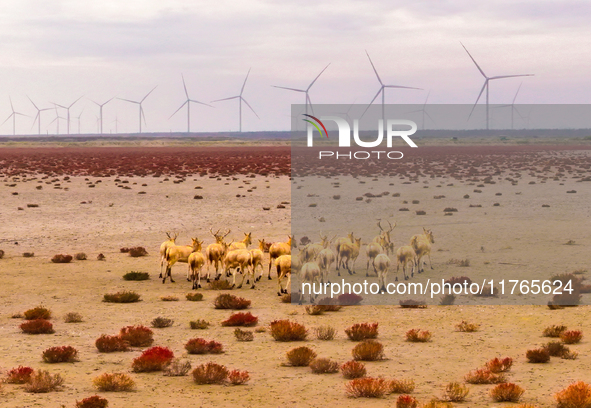 Elk run and play on the red Suaeda in full bloom at the Dongtaitiaozini wetland in Yancheng, China, on November 10, 2024. 