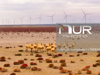 Elk run and play on the red Suaeda in full bloom at the Dongtaitiaozini wetland in Yancheng, China, on November 10, 2024. (