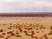 Elk run and play on the red Suaeda in full bloom at the Dongtaitiaozini wetland in Yancheng, China, on November 10, 2024. (