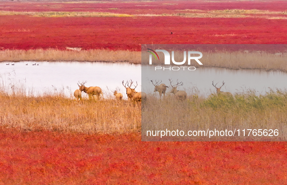 Elk run and play on the red Suaeda in full bloom at the Dongtaitiaozini wetland in Yancheng, China, on November 10, 2024. 