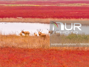 Elk run and play on the red Suaeda in full bloom at the Dongtaitiaozini wetland in Yancheng, China, on November 10, 2024. (