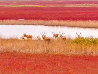 Elk run and play on the red Suaeda in full bloom at the Dongtaitiaozini wetland in Yancheng, China, on November 10, 2024. (