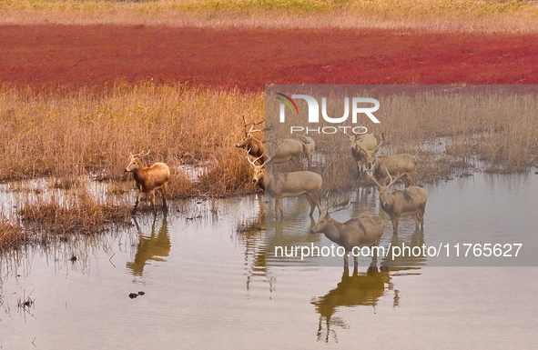 Elk run and play on the red Suaeda in full bloom at the Dongtaitiaozini wetland in Yancheng, China, on November 10, 2024. 