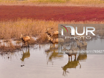 Elk run and play on the red Suaeda in full bloom at the Dongtaitiaozini wetland in Yancheng, China, on November 10, 2024. (