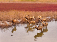 Elk run and play on the red Suaeda in full bloom at the Dongtaitiaozini wetland in Yancheng, China, on November 10, 2024. (