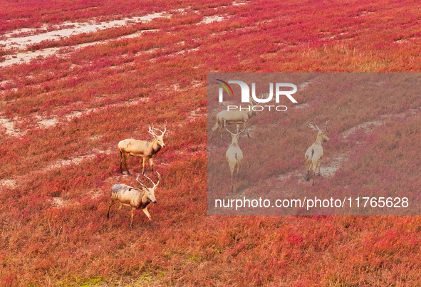 Elk run and play on the red Suaeda in full bloom at the Dongtaitiaozini wetland in Yancheng, China, on November 10, 2024. 