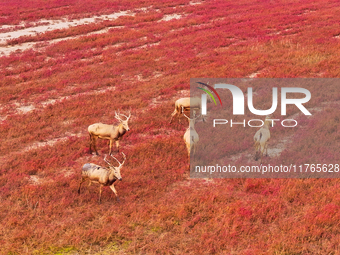 Elk run and play on the red Suaeda in full bloom at the Dongtaitiaozini wetland in Yancheng, China, on November 10, 2024. (