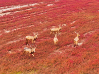 Elk run and play on the red Suaeda in full bloom at the Dongtaitiaozini wetland in Yancheng, China, on November 10, 2024. (