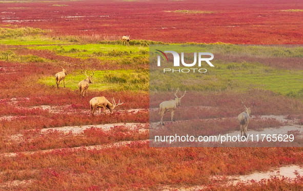 Elk run and play on the red Suaeda in full bloom at the Dongtaitiaozini wetland in Yancheng, China, on November 10, 2024. 