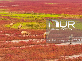 Elk run and play on the red Suaeda in full bloom at the Dongtaitiaozini wetland in Yancheng, China, on November 10, 2024. (