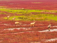 Elk run and play on the red Suaeda in full bloom at the Dongtaitiaozini wetland in Yancheng, China, on November 10, 2024. (