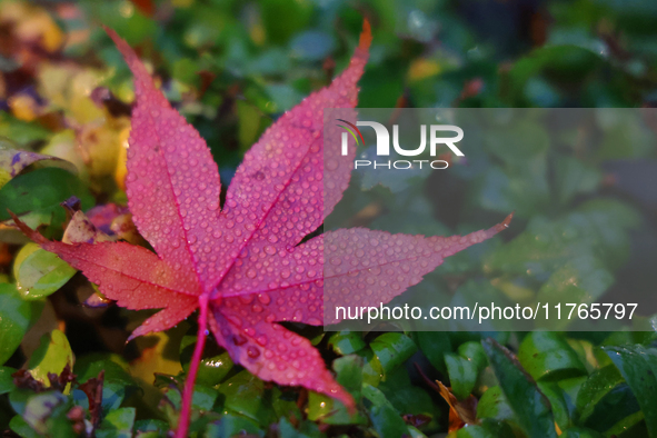 Raindrops fall on a fallen Japanese maple leaf during the autumn season on a rainy evening in Toronto, Ontario, Canada, on November 10, 2024...