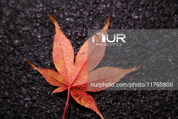 Raindrops fall on a fallen Japanese maple leaf during the autumn season on a rainy evening in Toronto, Ontario, Canada, on November 10, 2024...