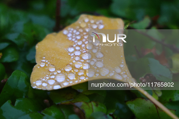 Raindrops fall on a fallen ginkgo leaf during the autumn season on a rainy evening in Toronto, Ontario, Canada, on November 10, 2024. 