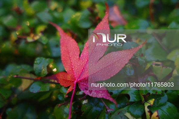 Raindrops fall on a fallen Japanese maple leaf during the autumn season on a rainy evening in Toronto, Ontario, Canada, on November 10, 2024...