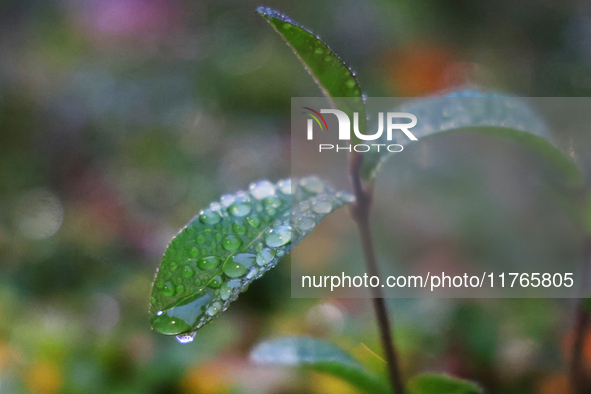 Raindrops fall on leaves during the autumn season on a rainy evening in Toronto, Ontario, Canada, on November 10, 2024. 