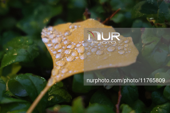 Raindrops fall on a fallen ginkgo leaf during the autumn season on a rainy evening in Toronto, Ontario, Canada, on November 10, 2024. 