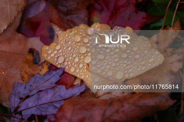 Raindrops fall on a fallen ginkgo leaf during the autumn season on a rainy evening in Toronto, Ontario, Canada, on November 10, 2024. 