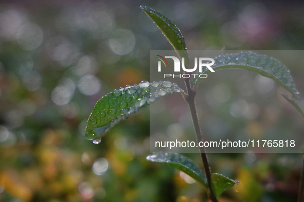 Raindrops fall on leaves during the autumn season on a rainy evening in Toronto, Ontario, Canada, on November 10, 2024. 