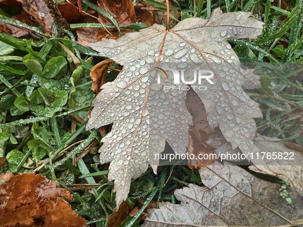 Raindrops fall on a fallen maple leaf during the autumn season on a rainy evening in Toronto, Ontario, Canada, on November 10, 2024. 