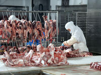 Workers divide beef at a workshop of a beef processing enterprise in Binzhou, China, on November 11, 2024. Global food prices rise in Octobe...