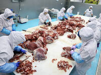 Workers divide beef at a workshop of a beef processing enterprise in Binzhou, China, on November 11, 2024. Global food prices rise in Octobe...