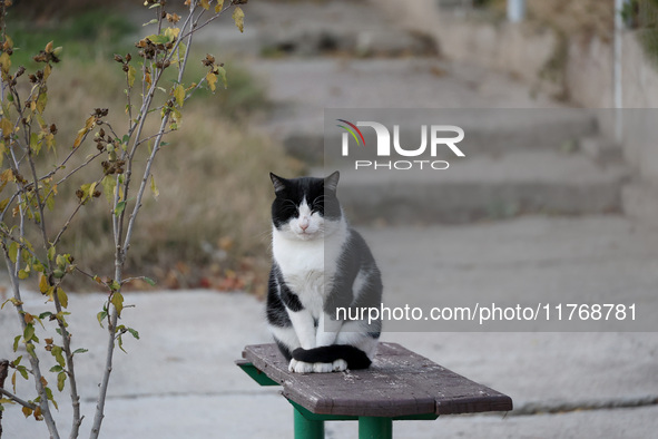 A cat sits on a bench in the street in Kherson, Ukraine, on November 7, 2024. 