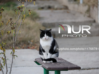 A cat sits on a bench in the street in Kherson, Ukraine, on November 7, 2024. (