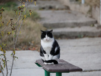 A cat sits on a bench in the street in Kherson, Ukraine, on November 7, 2024. (