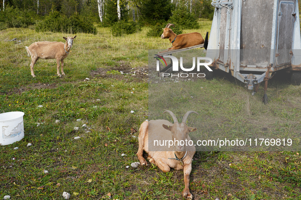 Local noble goats graze in the Isar floodplains in Lengries, Bavaria, on October 12, 2024, to keep the bushes and shrubs short so that other...