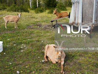 Local noble goats graze in the Isar floodplains in Lengries, Bavaria, on October 12, 2024, to keep the bushes and shrubs short so that other...