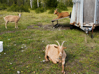 Local noble goats graze in the Isar floodplains in Lengries, Bavaria, on October 12, 2024, to keep the bushes and shrubs short so that other...