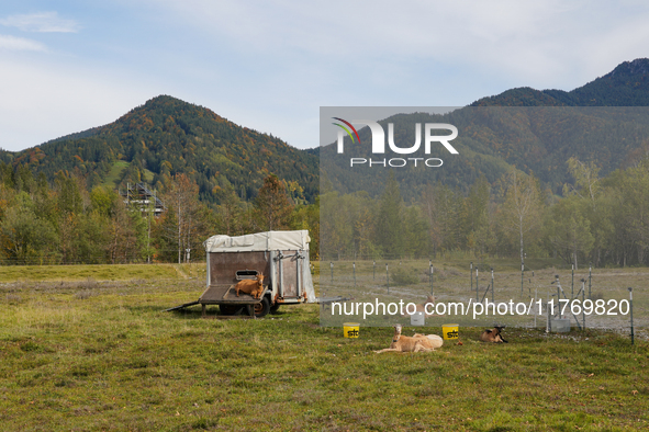 Local noble goats graze in the Isar floodplains in Lengries, Bavaria, on October 12, 2024, to keep the bushes and shrubs short so that other...