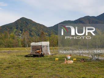 Local noble goats graze in the Isar floodplains in Lengries, Bavaria, on October 12, 2024, to keep the bushes and shrubs short so that other...