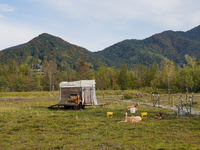 Local noble goats graze in the Isar floodplains in Lengries, Bavaria, on October 12, 2024, to keep the bushes and shrubs short so that other...