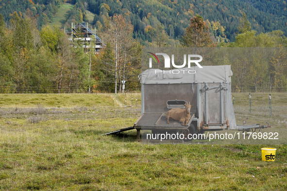 Local noble goats graze in the Isar floodplains in Lengries, Bavaria, on October 12, 2024, to keep the bushes and shrubs short so that other...