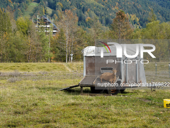 Local noble goats graze in the Isar floodplains in Lengries, Bavaria, on October 12, 2024, to keep the bushes and shrubs short so that other...