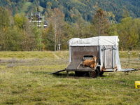 Local noble goats graze in the Isar floodplains in Lengries, Bavaria, on October 12, 2024, to keep the bushes and shrubs short so that other...