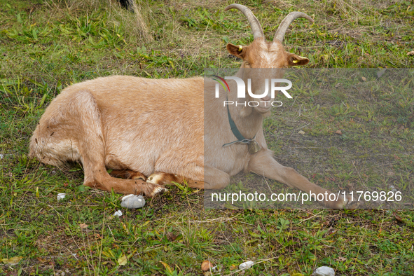 Local noble goats graze in the Isar floodplains in Lengries, Bavaria, on October 12, 2024, to keep the bushes and shrubs short so that other...