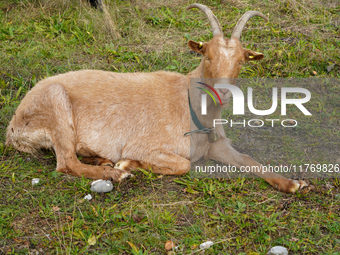 Local noble goats graze in the Isar floodplains in Lengries, Bavaria, on October 12, 2024, to keep the bushes and shrubs short so that other...